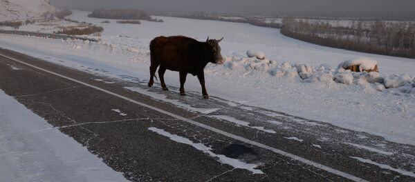 Корова на заснеженной дороге, фото из архива - Sputnik Казахстан