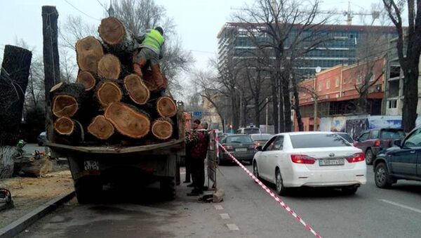 Спил деревьев в Алматы - Sputnik Казахстан