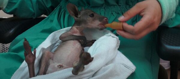 Кенгуренок в американском зоопарке - Sputnik Казахстан