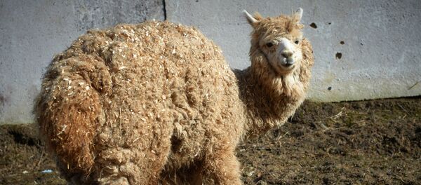 Альпака Альпака - Sputnik Казахстан