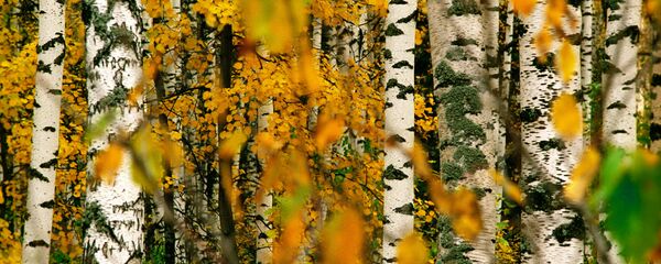 Осенние березы - Sputnik Казахстан