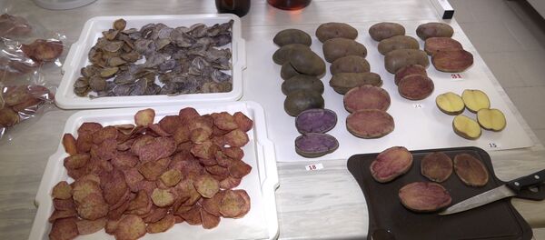 Необычный картофель вывели белорусские специалисты Необычный картофель вывели белорусские специалисты - Sputnik Казахстан