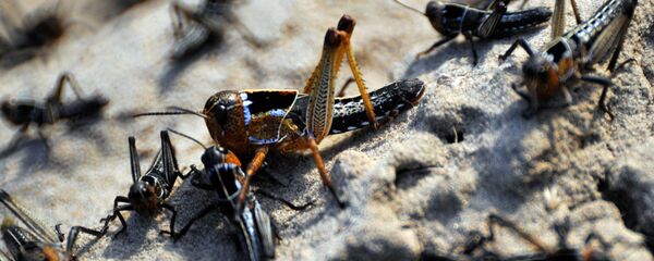 Архивное фото саранчи Архивное фото саранчи - Sputnik Казахстан
