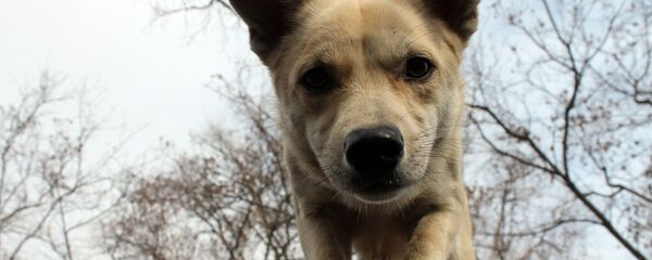 Архивное фото собаки Архивное фото собаки - Sputnik Казахстан