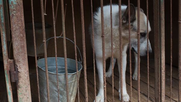 Приют для бездомных животных  - Sputnik Казахстан