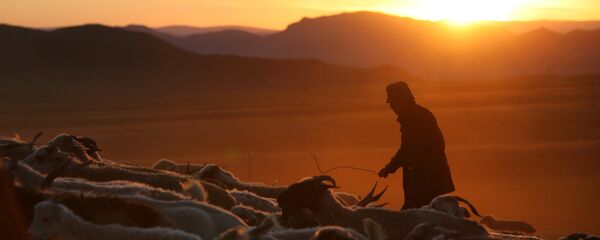 Қойшы Қойшы - Sputnik Қазақстан