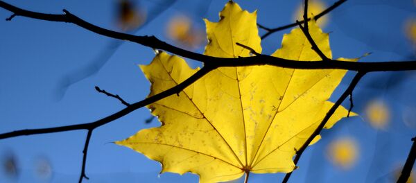 Осень. Архивное фото - Sputnik Қазақстан