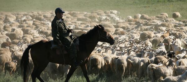 Пастбище - Sputnik Казахстан