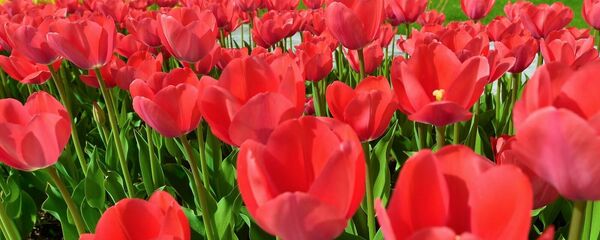 Шымкентте қызғалдақ гүлдеді Шымкентте қызғалдақ гүлдеді - Sputnik Қазақстан