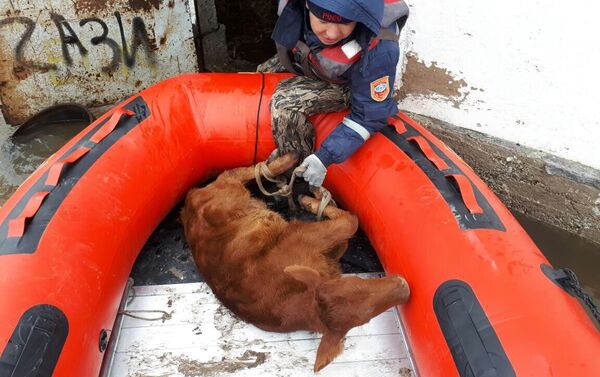 Спасатели перевозят животных из затопленных районов в Акмолинской области - Sputnik Казахстан