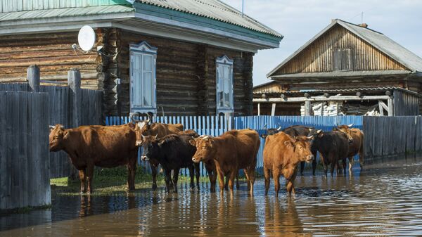 Коровы на улице поселка во время паводка, архивное фото - Sputnik Казахстан