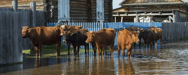 Коровы на улице поселка во время паводка, архивное фото Коровы на улице поселка во время паводка, архивное фото - Sputnik Казахстан