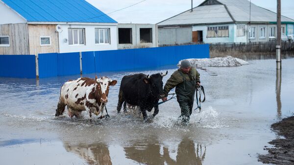 Житель поселка спасает домашний скот во время паводка, архивное фото - Sputnik Қазақстан