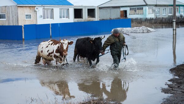 Житель поселка спасает домашний скот во время паводка, архивное фото - Sputnik Казахстан