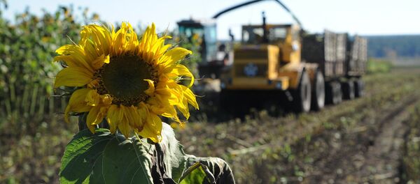 Архивное фото уборки подсолнечника Архивное фото уборки подсолнечника - Sputnik Казахстан
