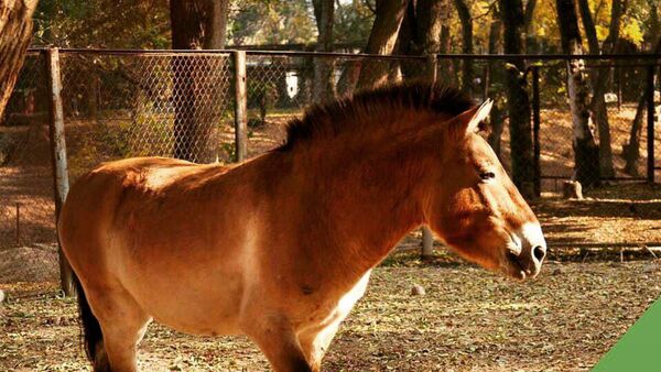Лошадь по кличке Аяз из алматинского зоопарка - Sputnik Казахстан