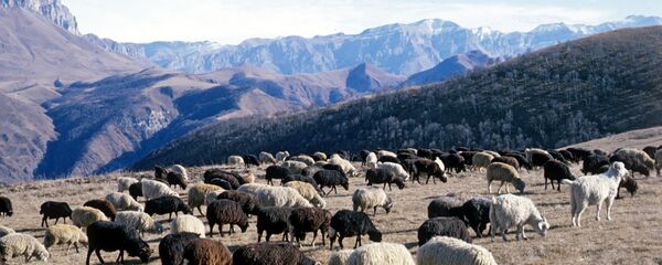 Бараны на пастбище Бараны на пастбище - Sputnik Казахстан