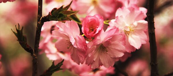 Сакура зацвела в Алматы Сакура зацвела в Алматы - Sputnik Казахстан