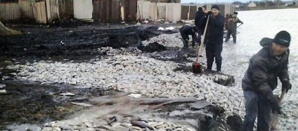 Мор рыбы под Петропавловском - Sputnik Казахстан