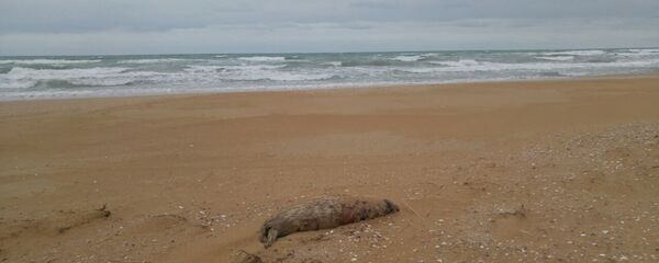 Мертвые тюлени а берегу Каспийского моря в районе Форт-Шевченко - Sputnik Казахстан