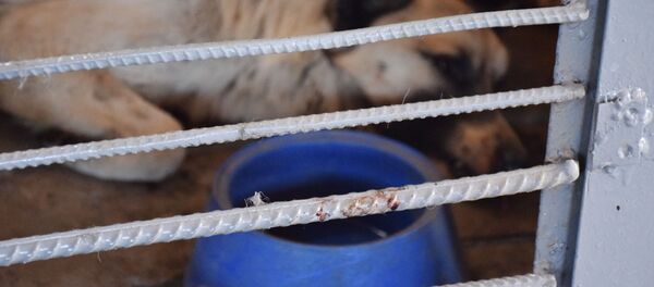 Собака в клетке Собака в клетке - Sputnik Казахстан