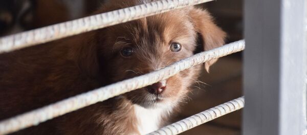 Собака в клетке Собака в клетке - Sputnik Казахстан