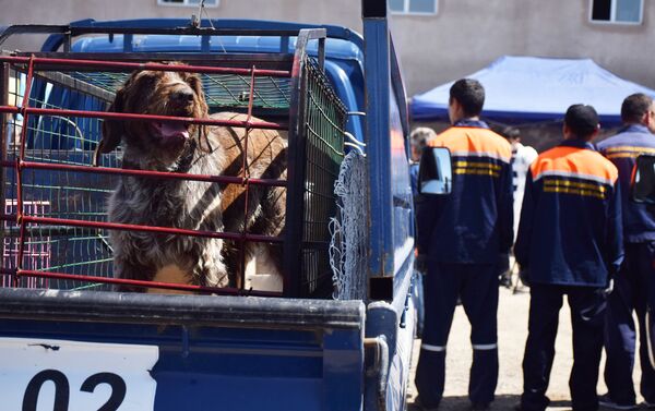 Собака в изоляторе для бродячих животных - Sputnik Казахстан