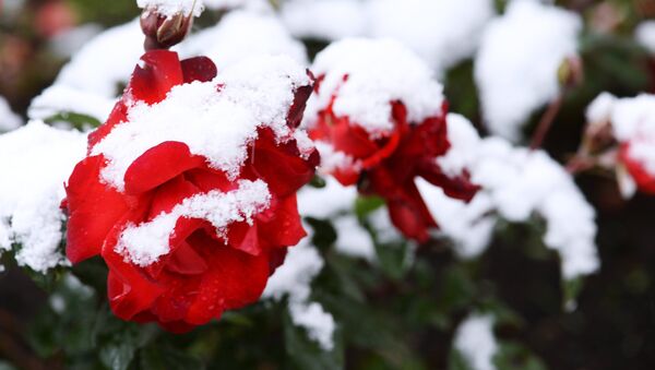 Розы в снегу - Sputnik Казахстан