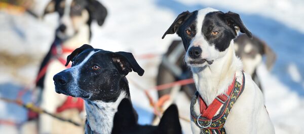 Собачья упряжка. Архивное фото - Sputnik Казахстан