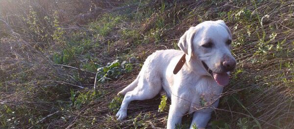 Лабрадор по кличке Чарли Кинг нашел заблудившихся в горах Алматы студенток - Sputnik Казахстан