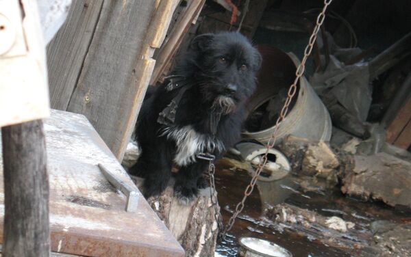 Собаки в подтопленных поселках Петропавловска - Sputnik Казахстан