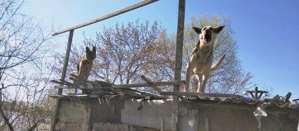 Собаки в подтопленных поселках Петропавловска - Sputnik Казахстан