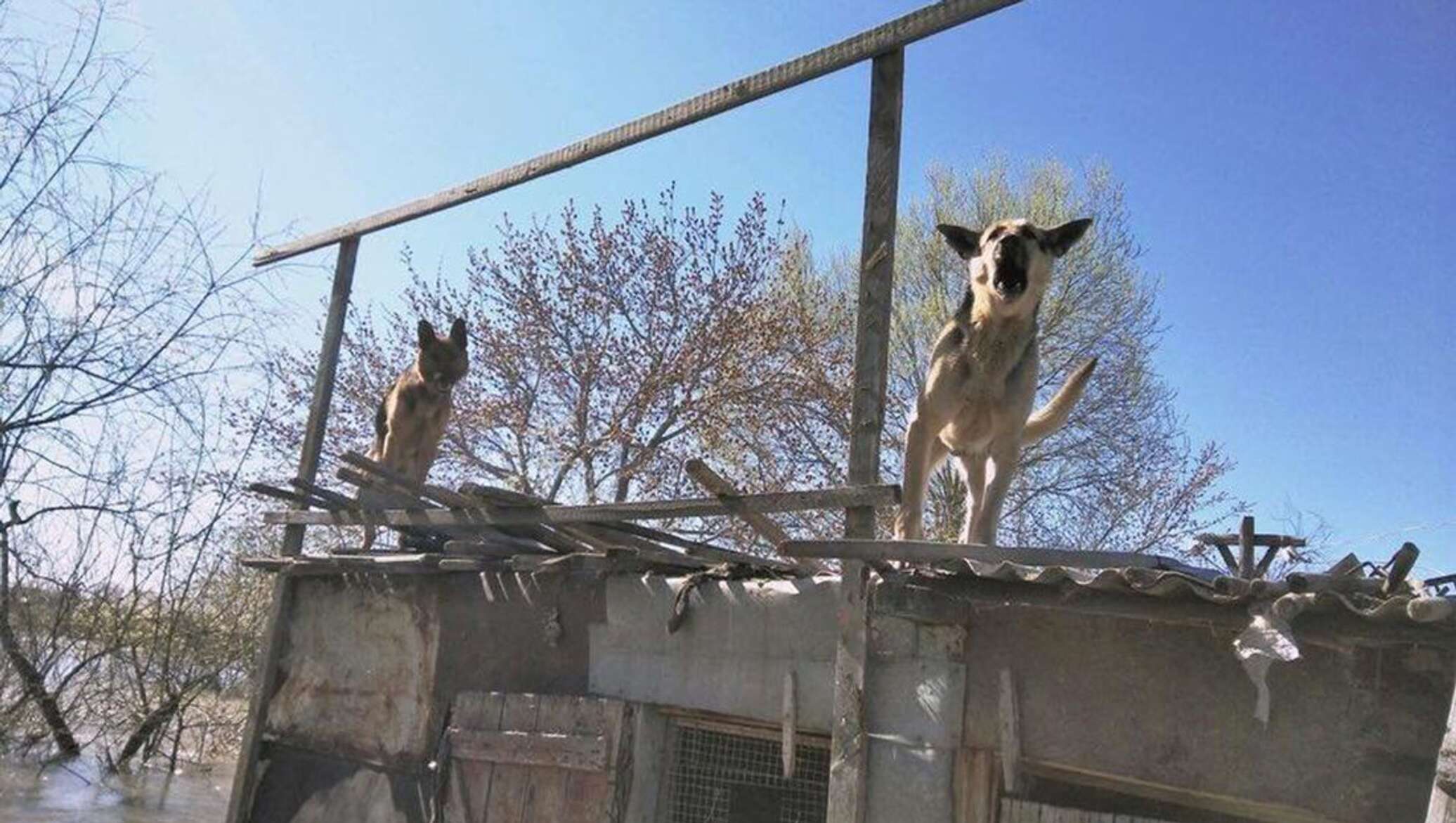 Кошки и собаки в Петропавловске не меньше людей страдают от паводка