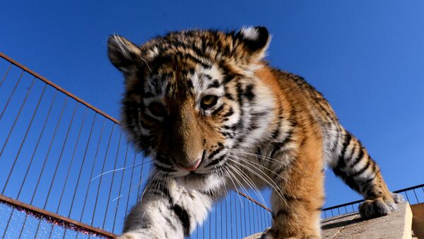 Архивное фото амурского тигренка - Sputnik Казахстан