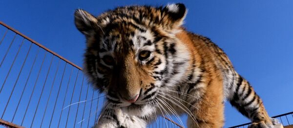 Архивное фото амурского тигренка - Sputnik Казахстан