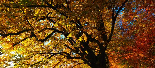 Күз - Sputnik Қазақстан