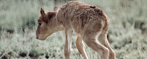 Сайгак - Sputnik Казахстан