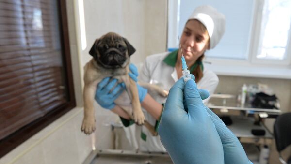Ветеринарная клиника - Sputnik Казахстан