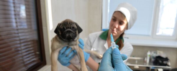 Ветеринарная клиника Ветеринарная клиника - Sputnik Казахстан