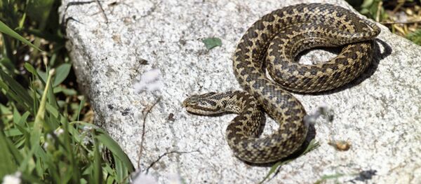 Гадюка Гадюка - Sputnik Казахстан