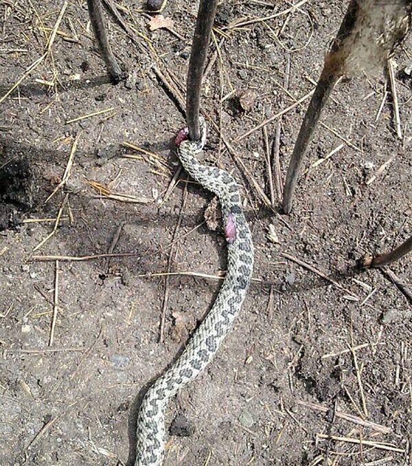 Гадюка заползла во двор жительнице Костанайской области - Sputnik Казахстан