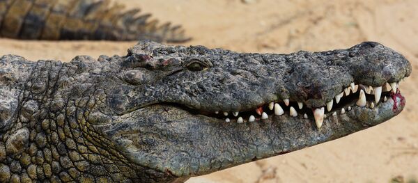 Крокодиловая ферма Крокодиловая ферма - Sputnik Казахстан