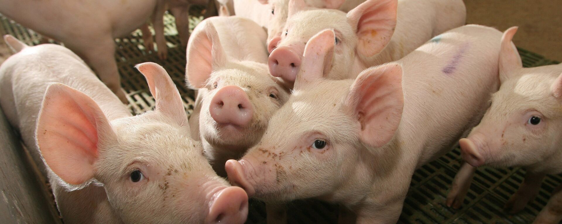 Поросята - Sputnik Казахстан, 1920, 15.09.2025