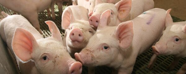 Поросята Поросята - Sputnik Казахстан