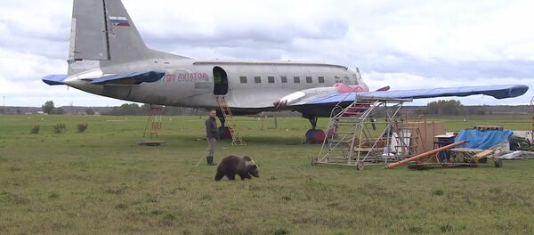 Медвежонок Мансур поселился на аэродроме под Тверью и подружился с лайкой - Sputnik Казахстан