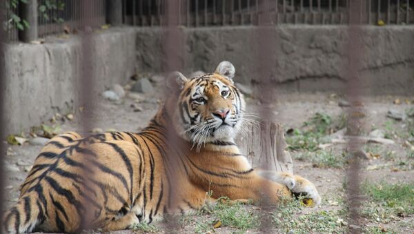 Тигр в зоопарке, архивное фото - Sputnik Казахстан