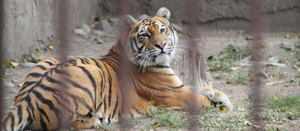 Брошенный на трассе близ Астаны тигр помещен в Алматинский зоопарк Брошенный на трассе близ Астаны тигр помещен в Алматинский зоопарк - Sputnik Казахстан