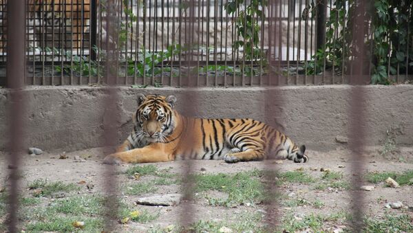 Найденный на трассе близ Астаны тигр в Алматинском зоопарке - Sputnik Казахстан