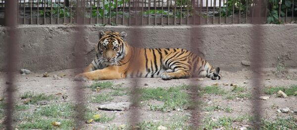 Найденный на трассе близ Астаны тигр в Алматинском зоопарке Найденный на трассе близ Астаны тигр в Алматинском зоопарке - Sputnik Казахстан