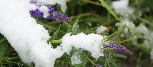 жасыл шөп, архив жасыл шөп, архив - Sputnik Қазақстан